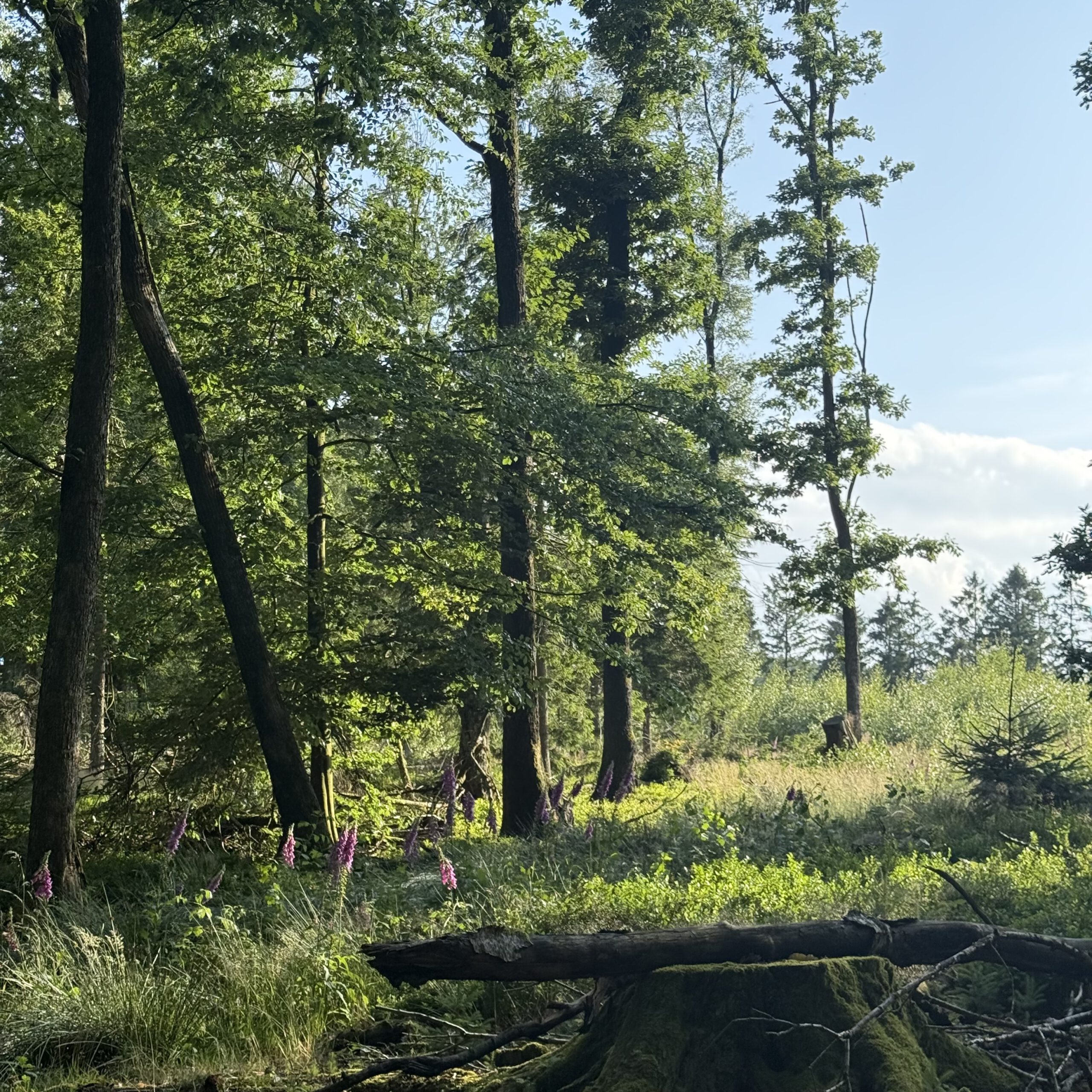 A lush forest scene with tall trees, green foliage, and wildflowers in the undergrowth under a clear blue sky.